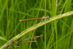 Platycnemis acutipennis