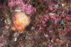 Paramolgula gregaria