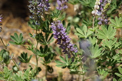 Xylocopa tabaniformis orpifex