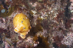 Paramolgula gregaria
