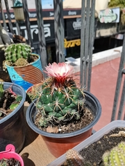 Coryphantha elephantidens