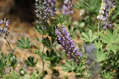 Xylocopa tabaniformis orpifex