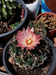 Coryphantha elephantidens