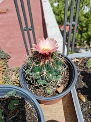 Coryphantha elephantidens
