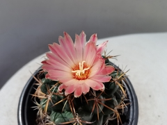 Coryphantha elephantidens