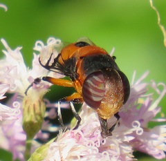 Phytomia kroeberi