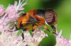 Phytomia kroeberi