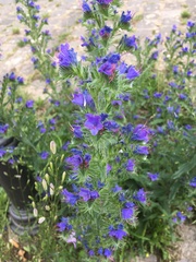 Echium vulgare