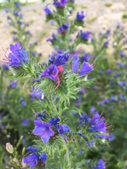 Echium vulgare