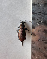 Carabus excellens
