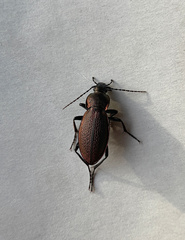 Carabus excellens