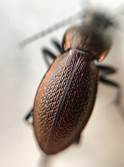 Carabus excellens