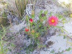 Lampranthus fergusoniae