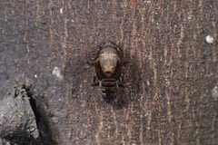 Vagitanus terminalis
