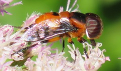 Phytomia kroeberi