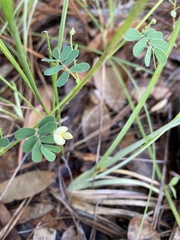 Aeschynomene viscidula