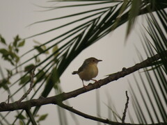 Cisticola erythrops