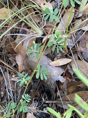 Aeschynomene viscidula