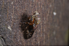 Vagitanus terminalis