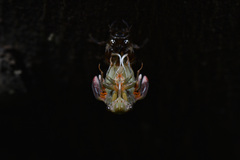 Vagitanus terminalis