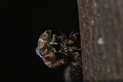 Vagitanus terminalis