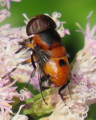 Phytomia kroeberi