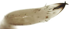 Neopilionidae