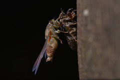 Vagitanus terminalis