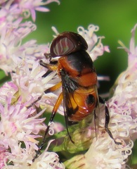 Phytomia kroeberi