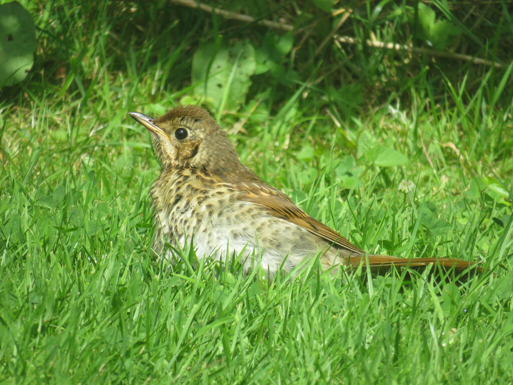 Song Thrush from Coppull, Chorley, UK on June 29, 2022 at 0128 PM by