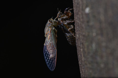 Vagitanus terminalis