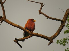 Eurystomus glaucurus suahelicus