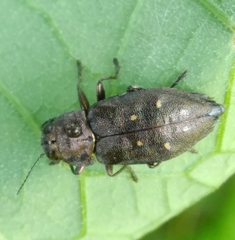 Phaenops
