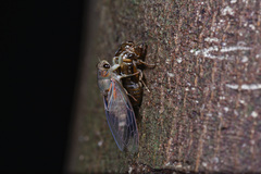 Vagitanus terminalis