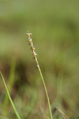 Zoysia matrella