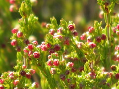 Erica axillaris