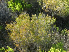 Erica axillaris