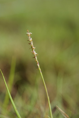 Zoysia matrella