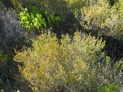Erica axillaris
