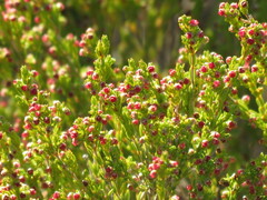 Erica axillaris