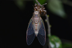 Vagitanus terminalis