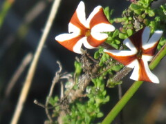 Jamesbrittenia albomarginata