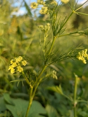 Chaerophyllum prescottii