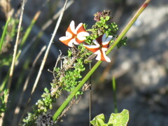 Jamesbrittenia albomarginata