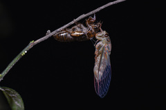 Vagitanus terminalis
