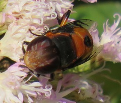 Phytomia kroeberi