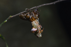Vagitanus terminalis