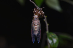 Vagitanus terminalis