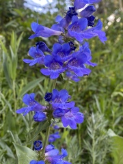 Penstemon cyananthus cyananthus