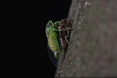 Vagitanus terminalis
